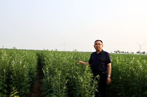 公司领导到芝麻种植基地查看芝麻长势