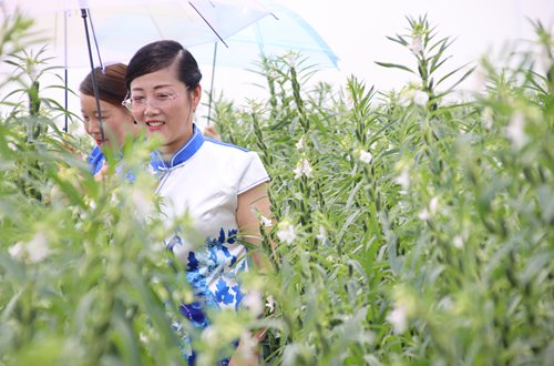 丰香园芝麻种植基地